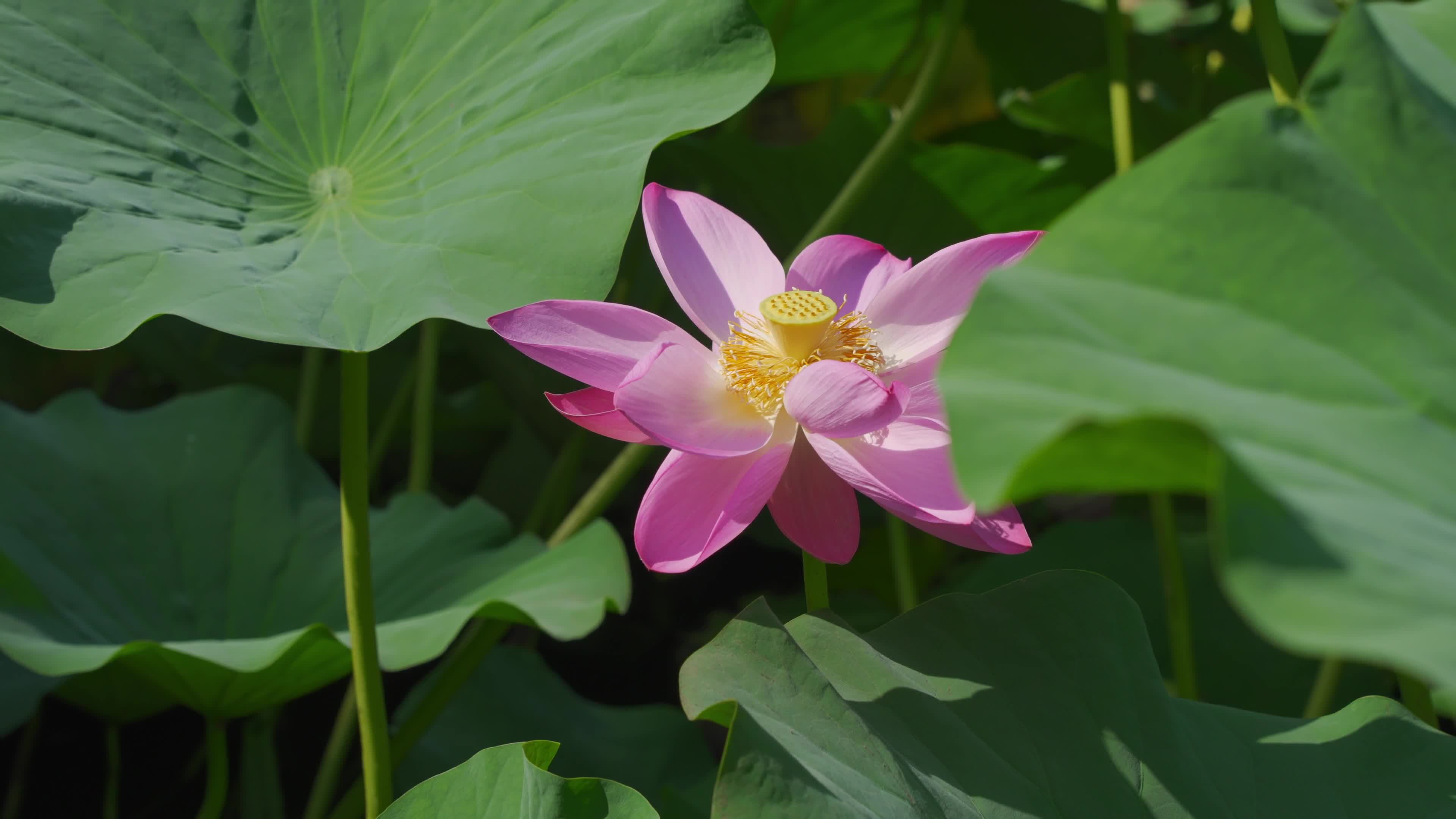 The blooming lotus flowers sway in the wind