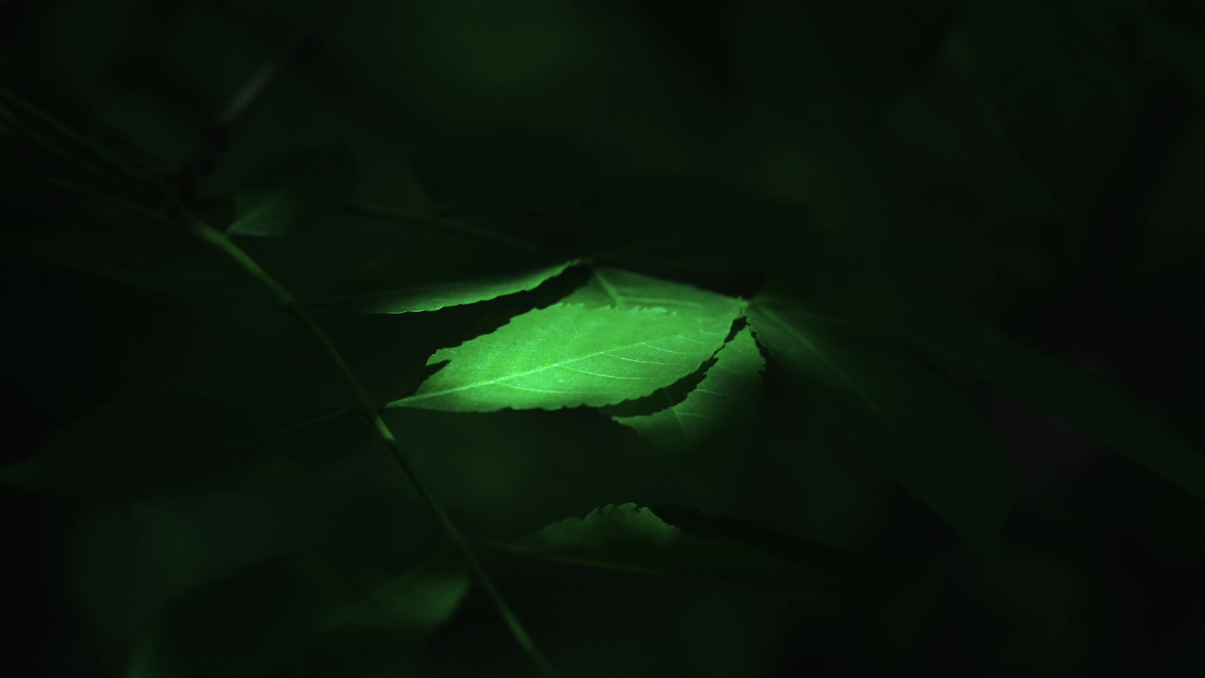 The light shines on a green leaf