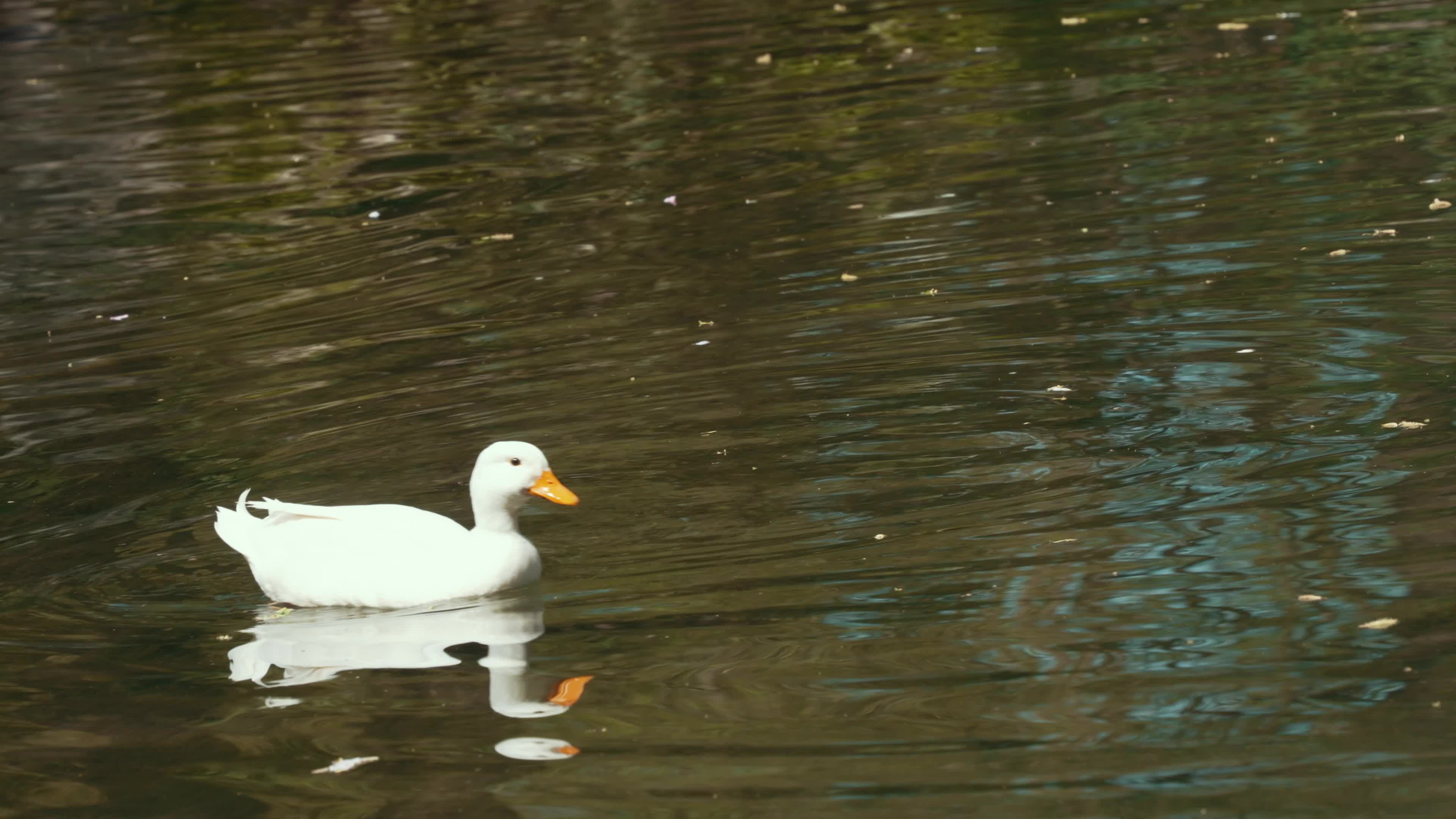 Duck swimming