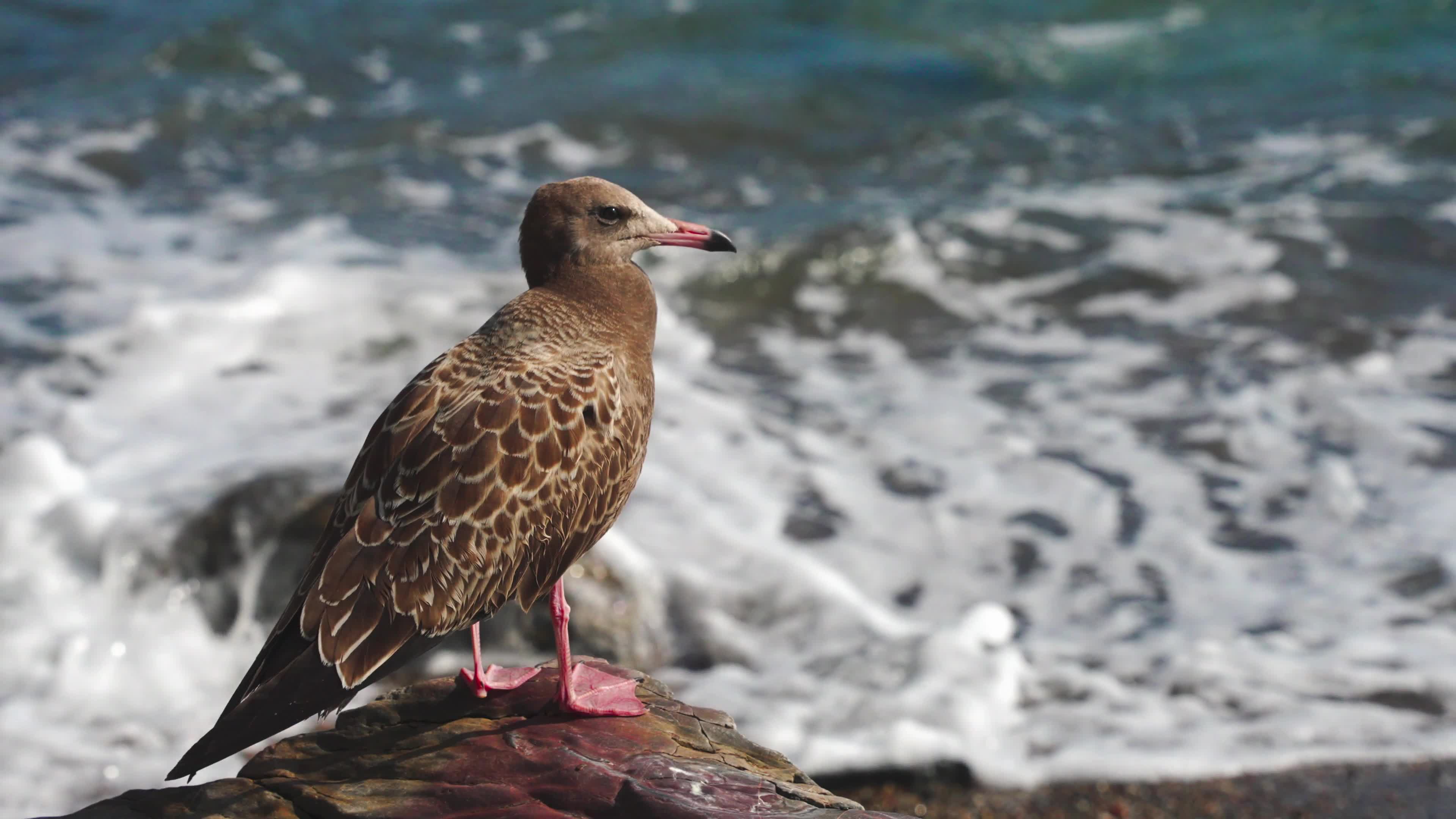 A water bird by the sea