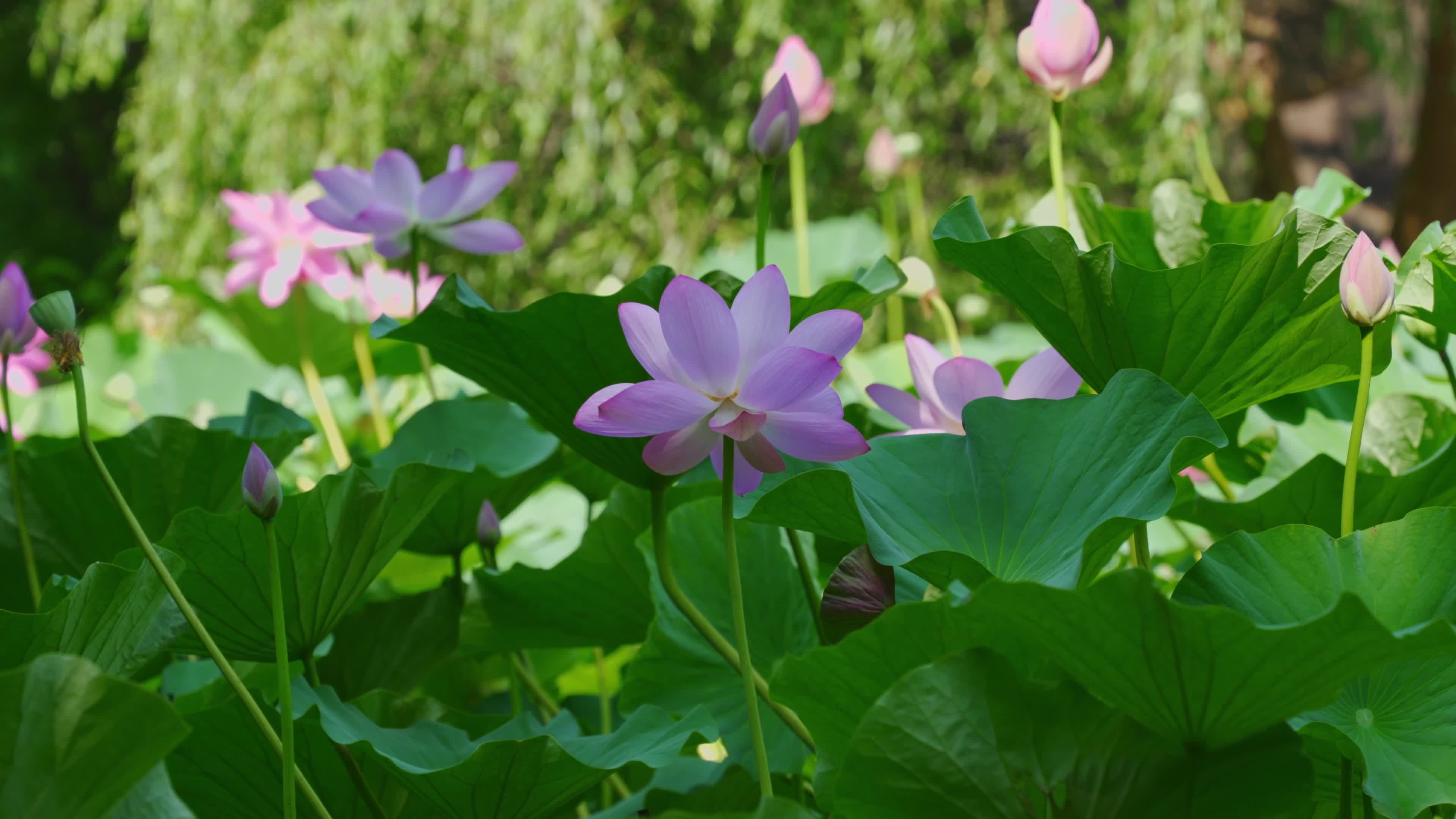 The original recording of lotus flowers in the pond