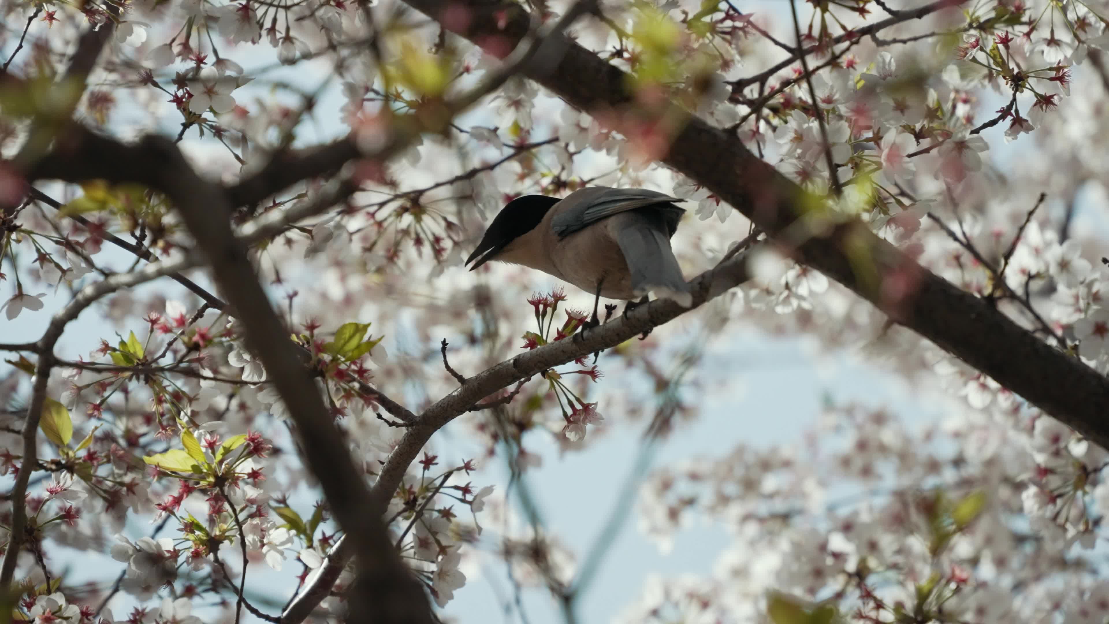 Magpies standing on the branches