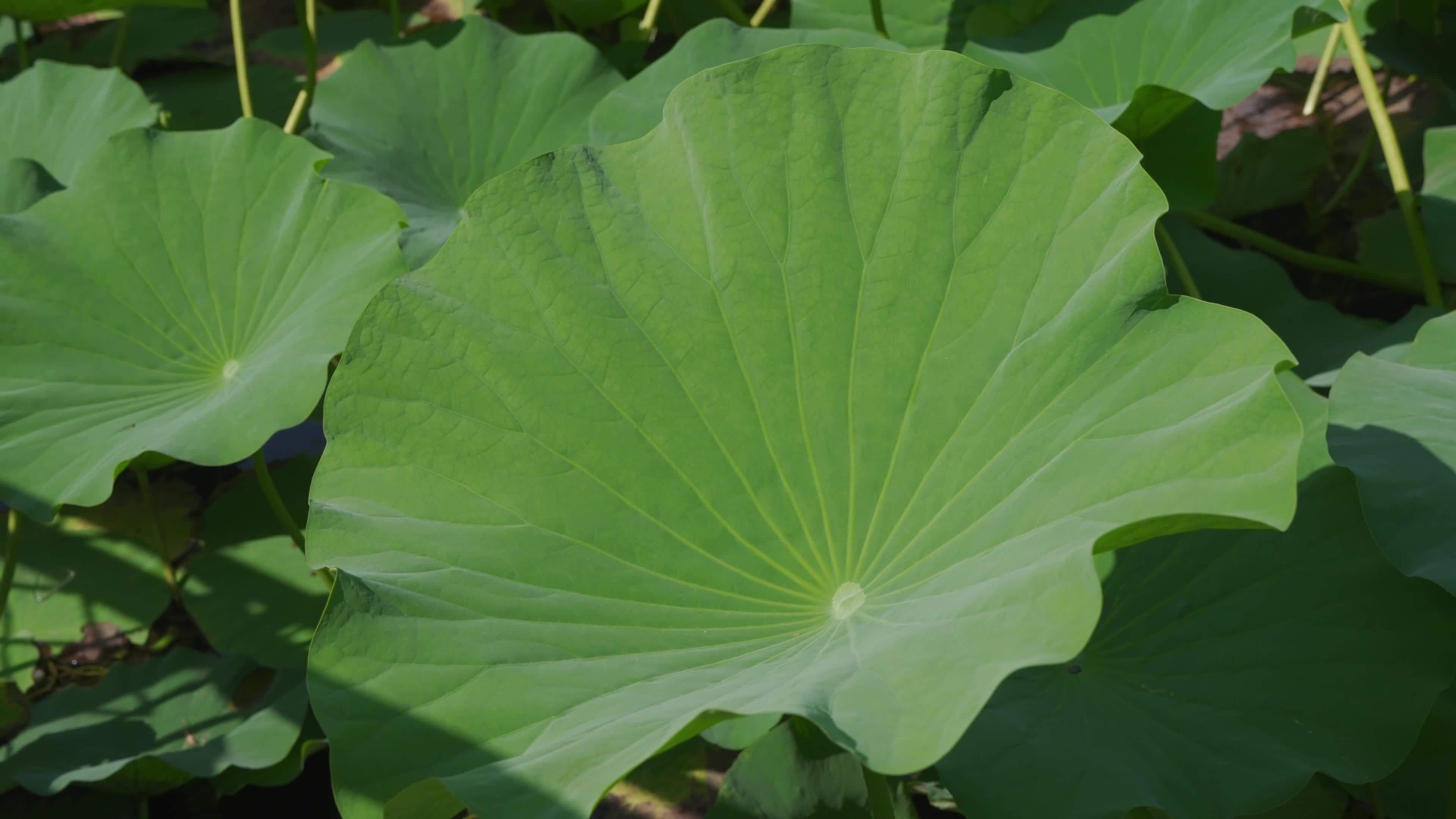 Lotus leaves in the sun