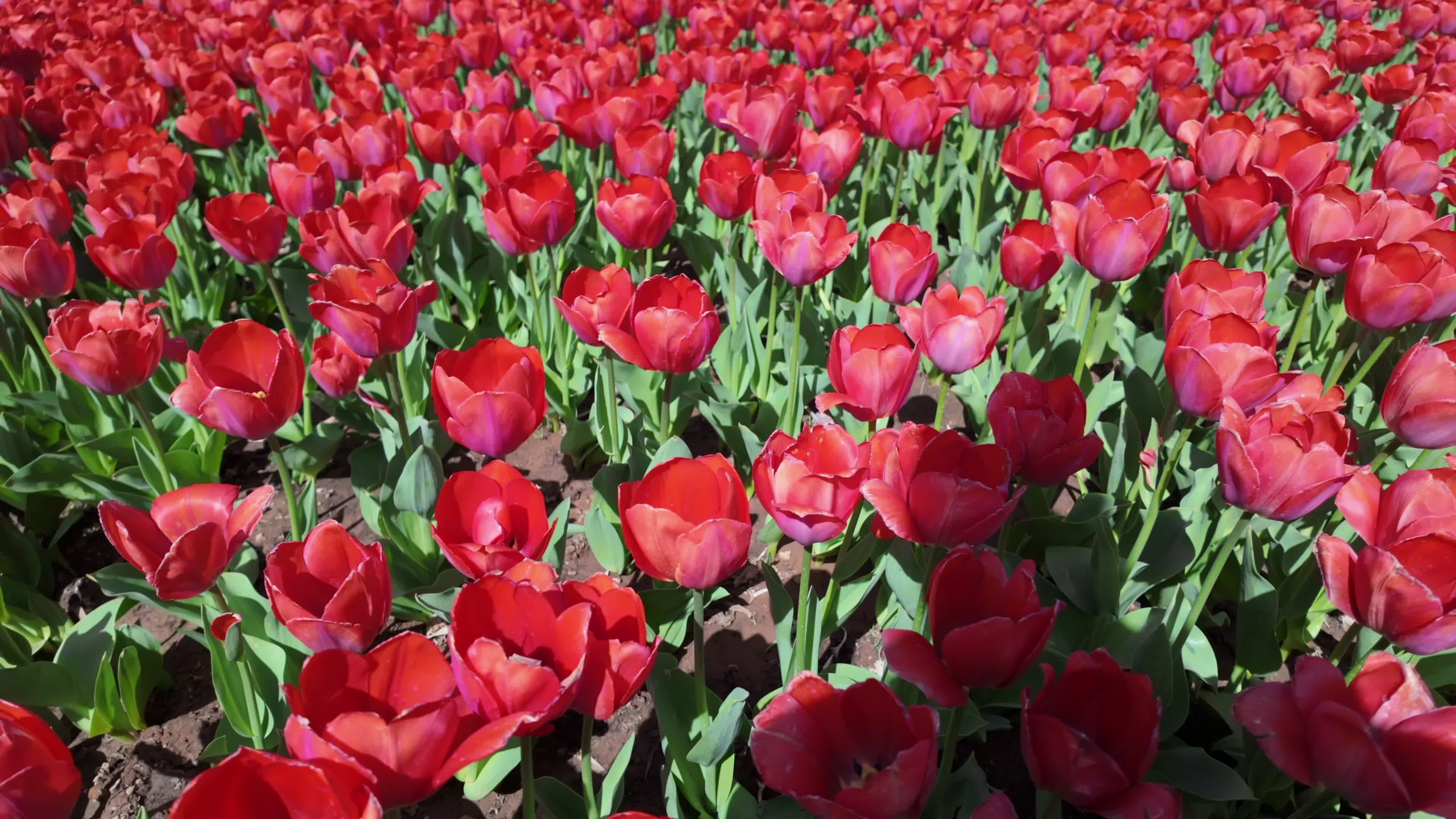 Red tulip