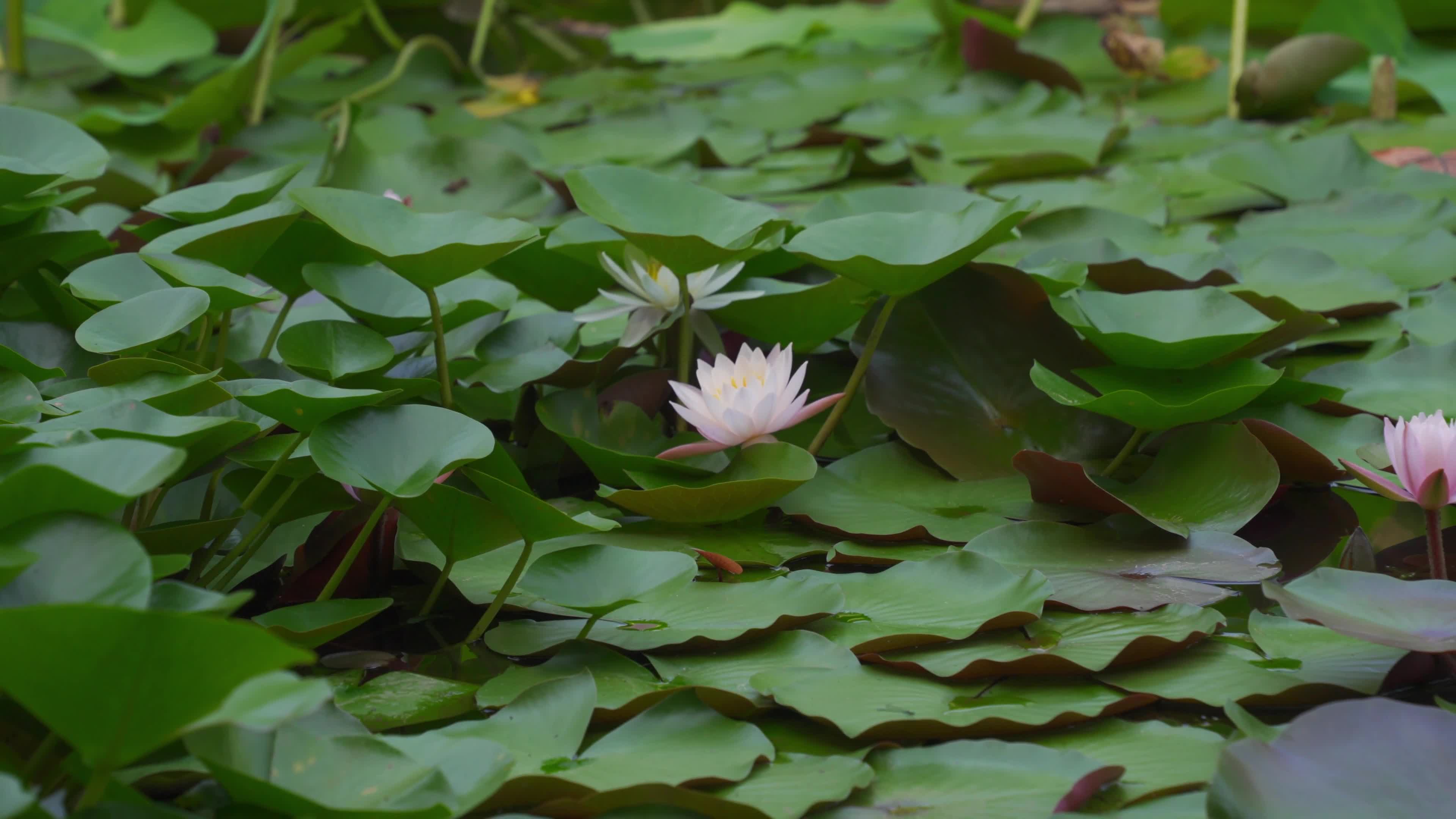 The lotus in the pond