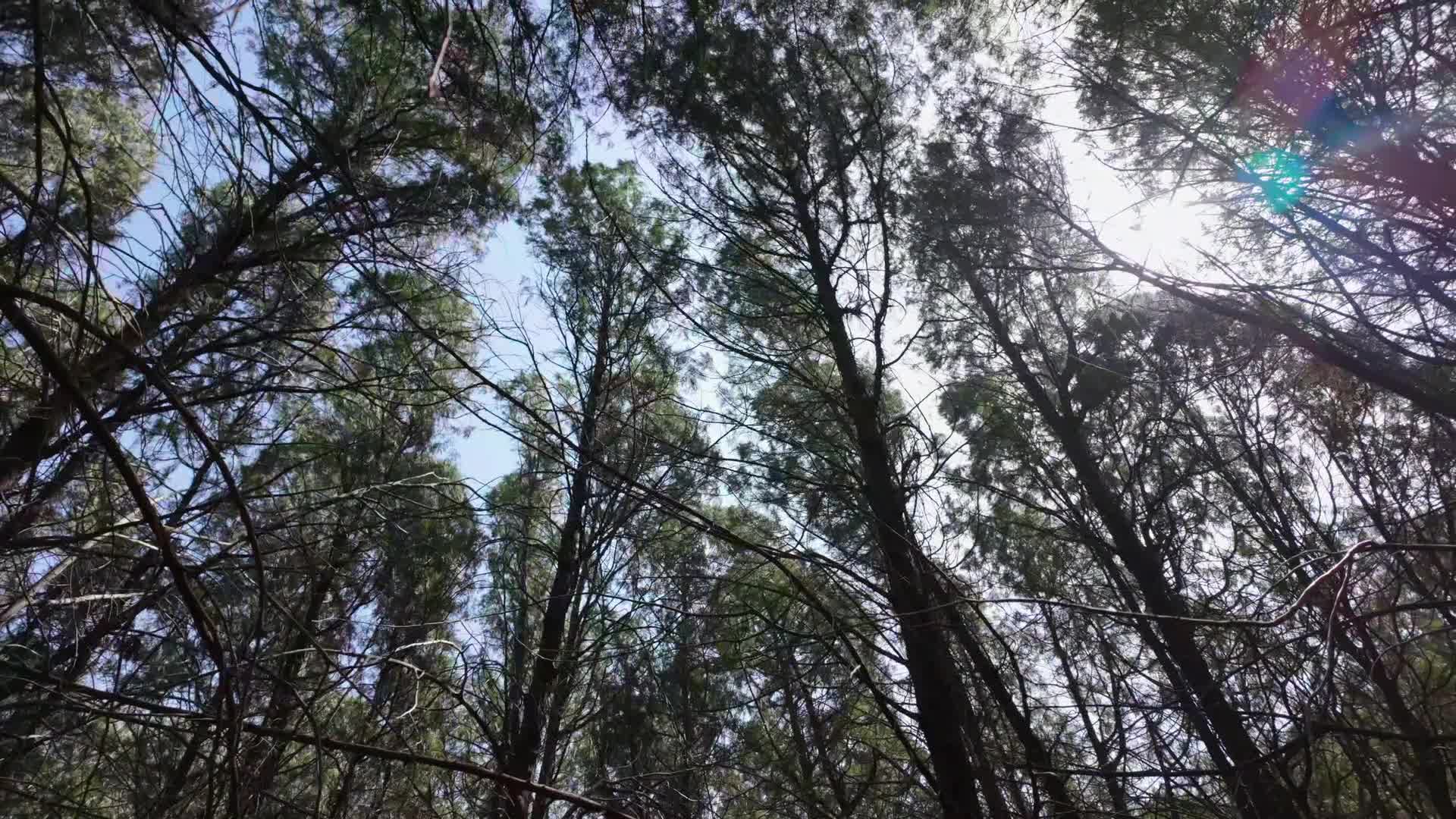 Wild pine forest outdoor