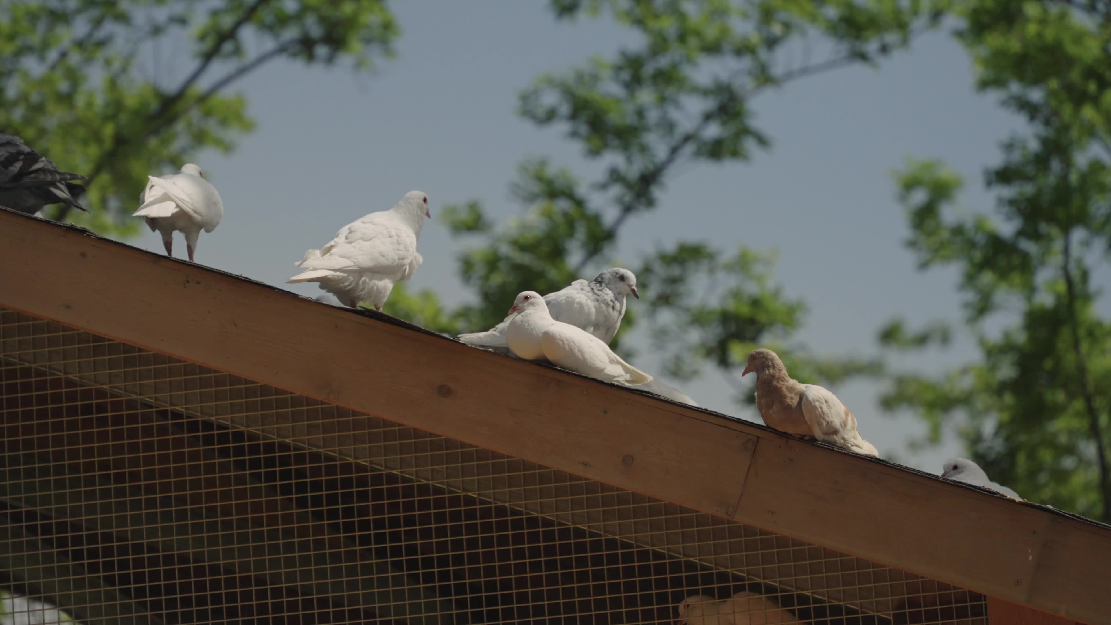 Pigeons on the roof