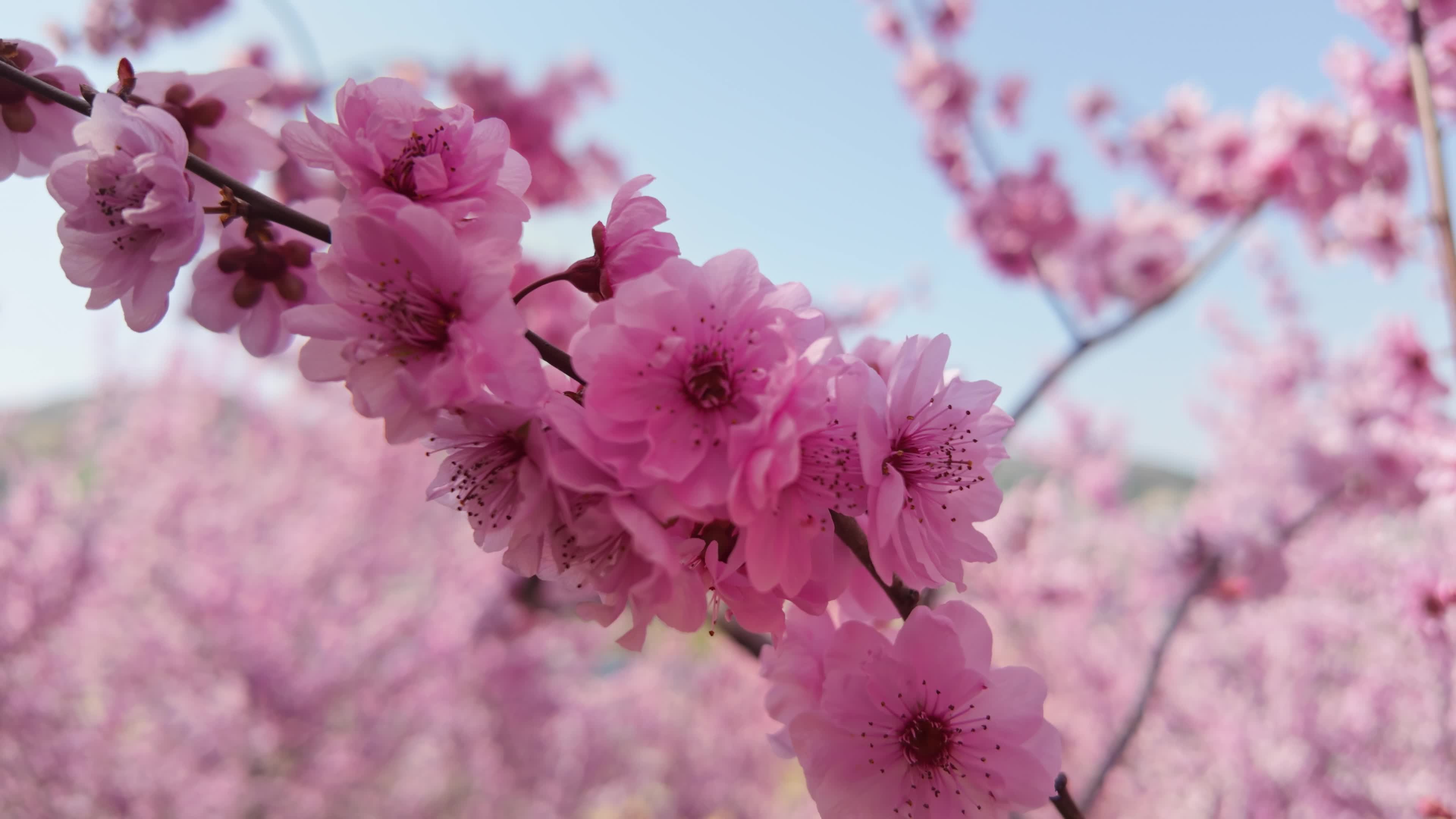 A branch of plum flowers