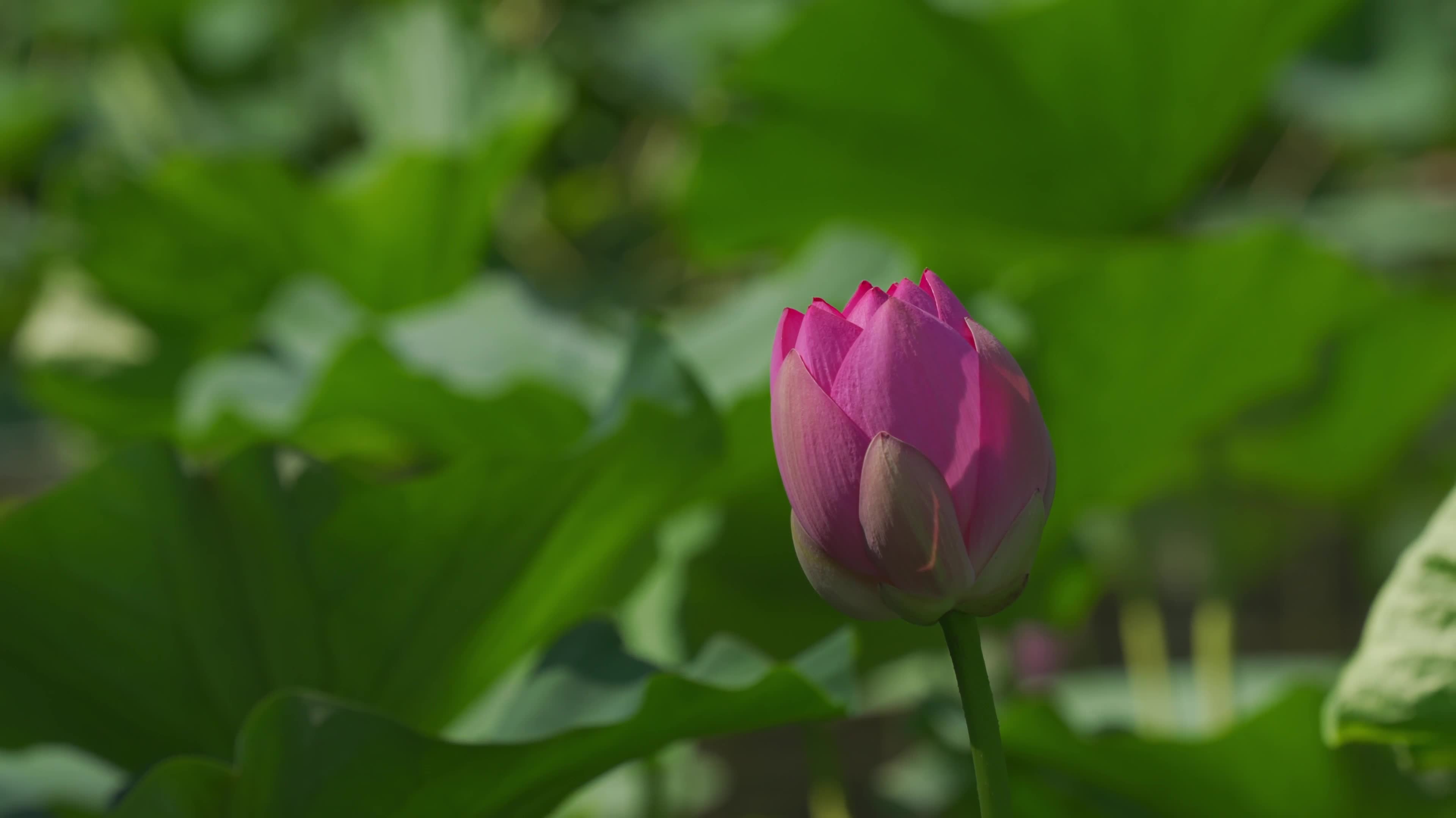 Lotus flowers waiting to open