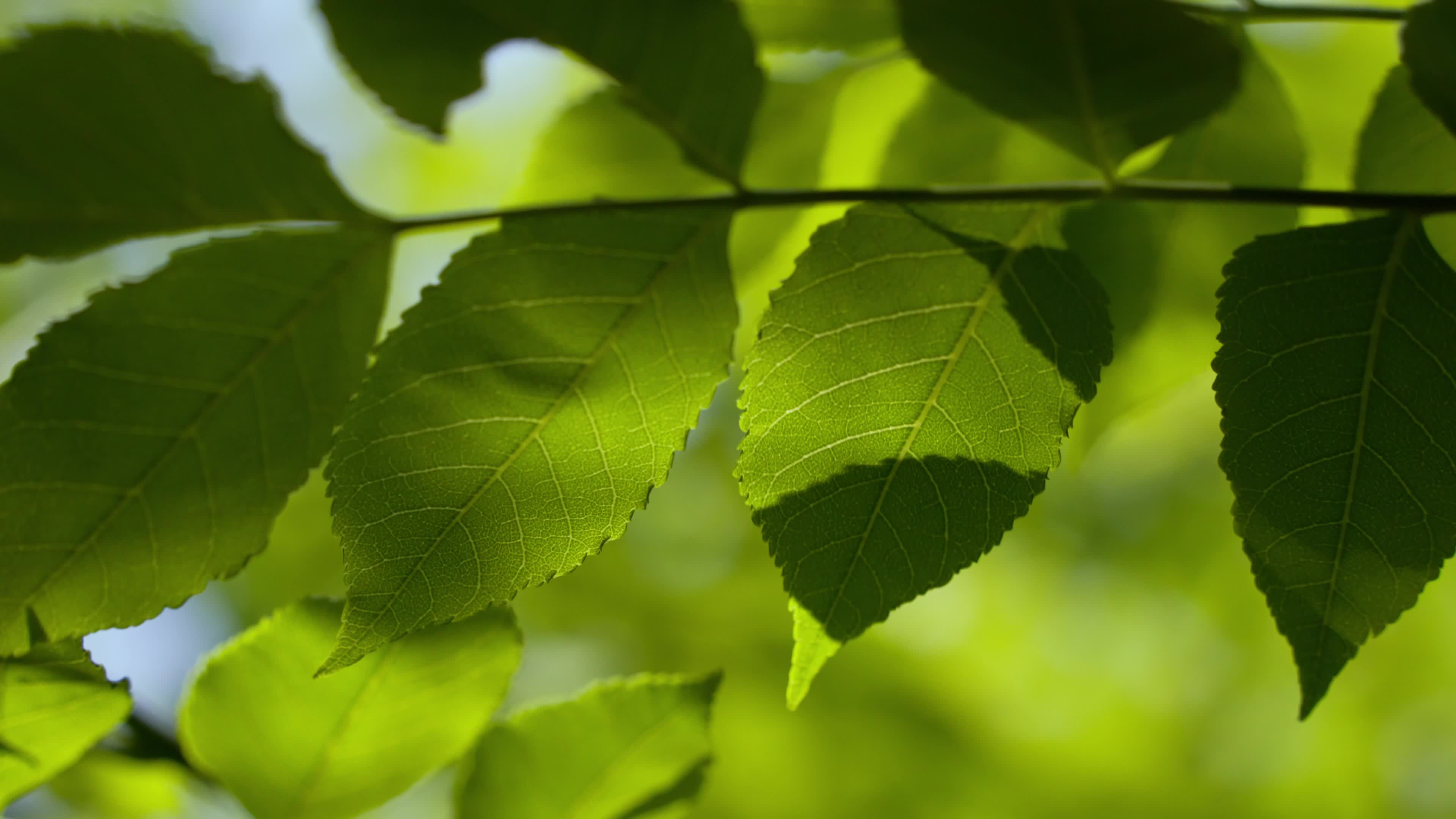 The texture of green leaves