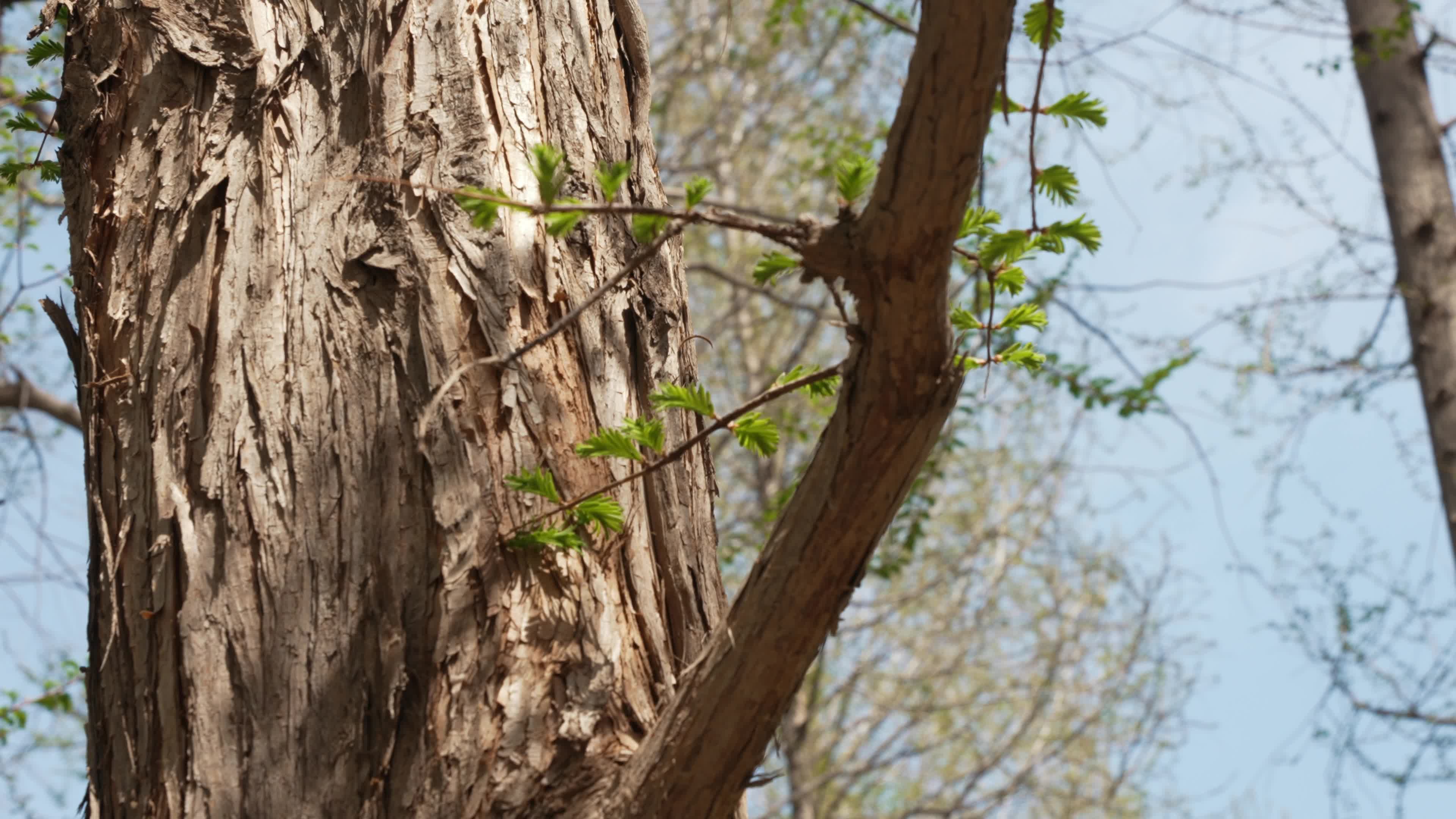 Old trees put forth new buds