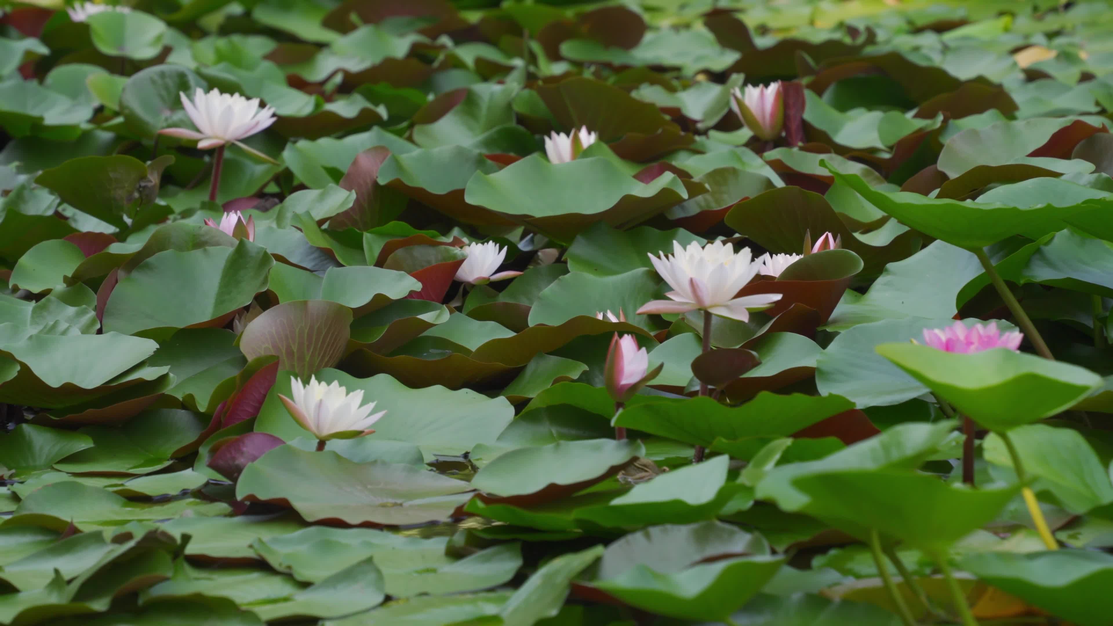 The lotus in the pond