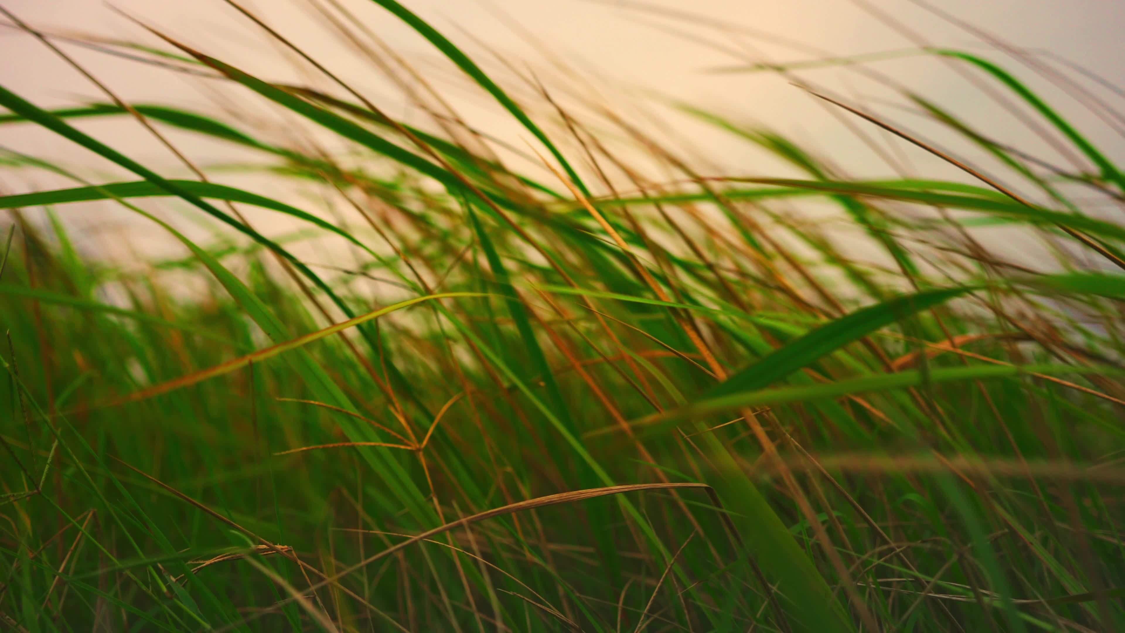 Reeds in the afternoon sunset