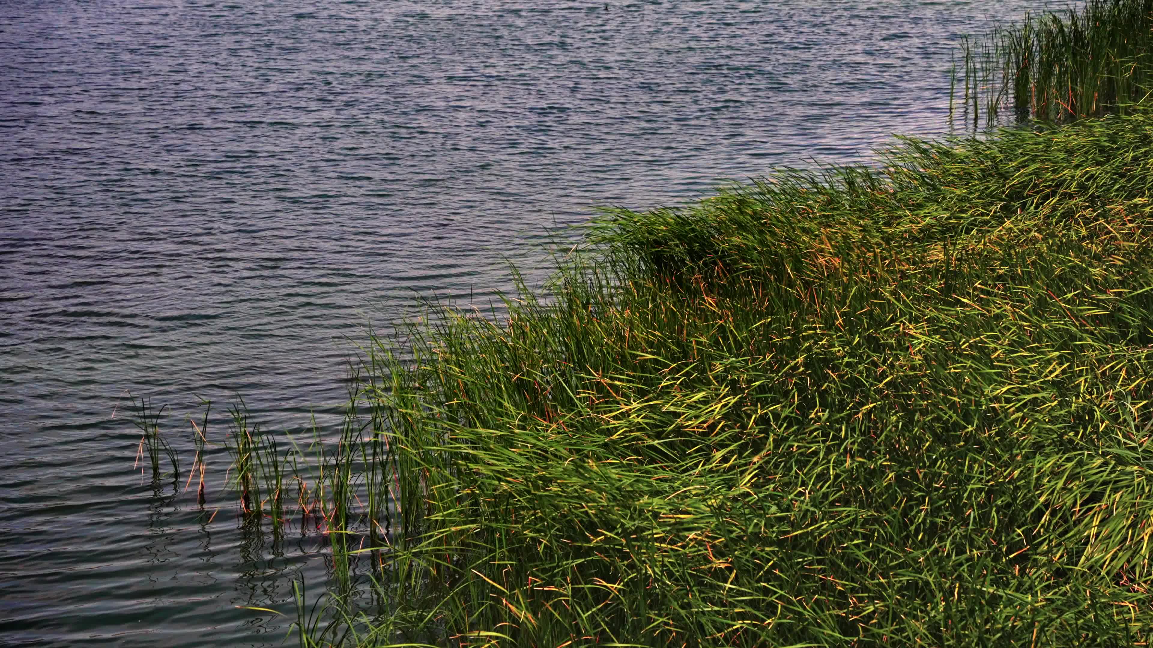 The reeds by the lake swayed in the wind