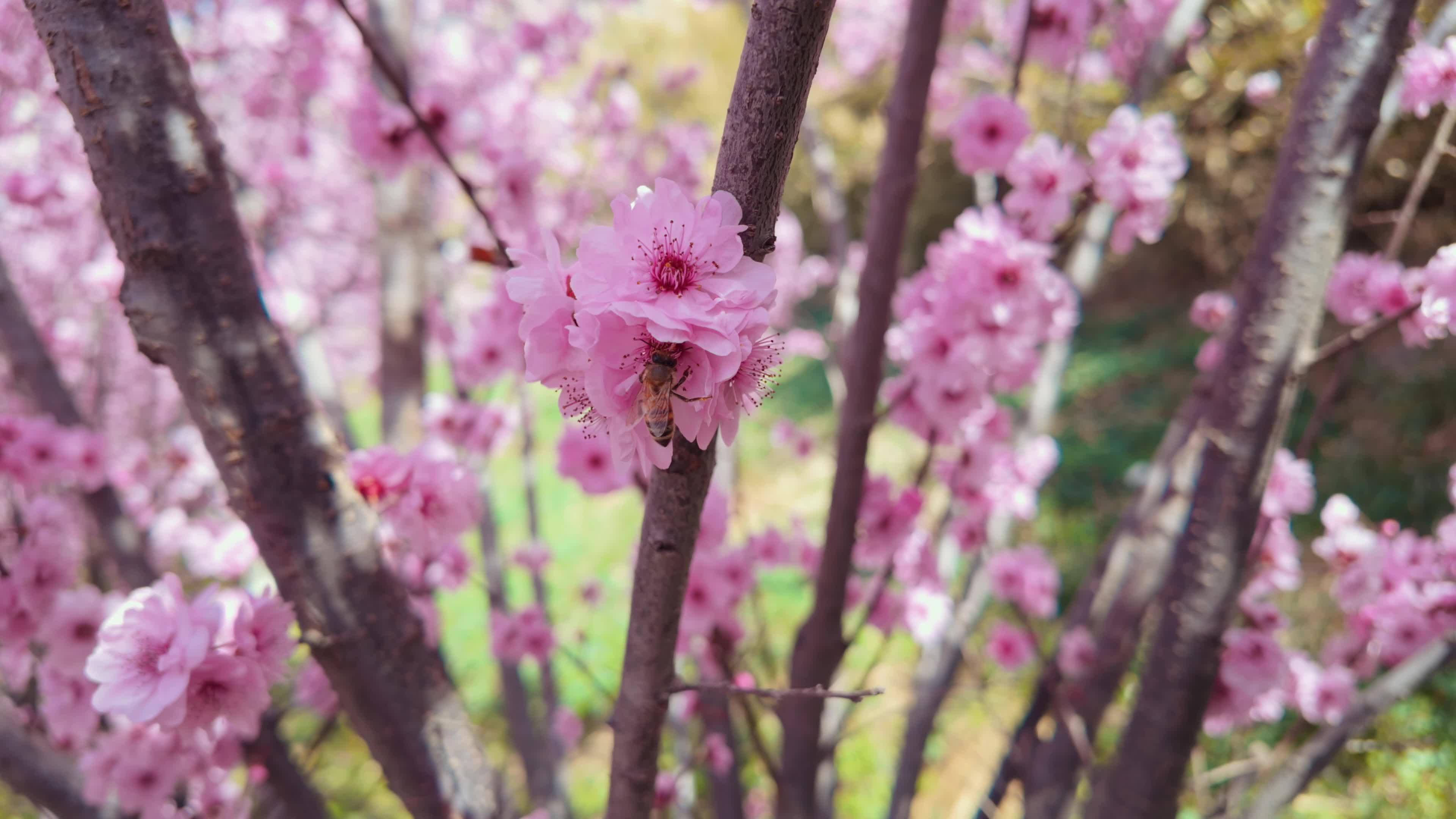 A bee is gathering honey from a plum flower