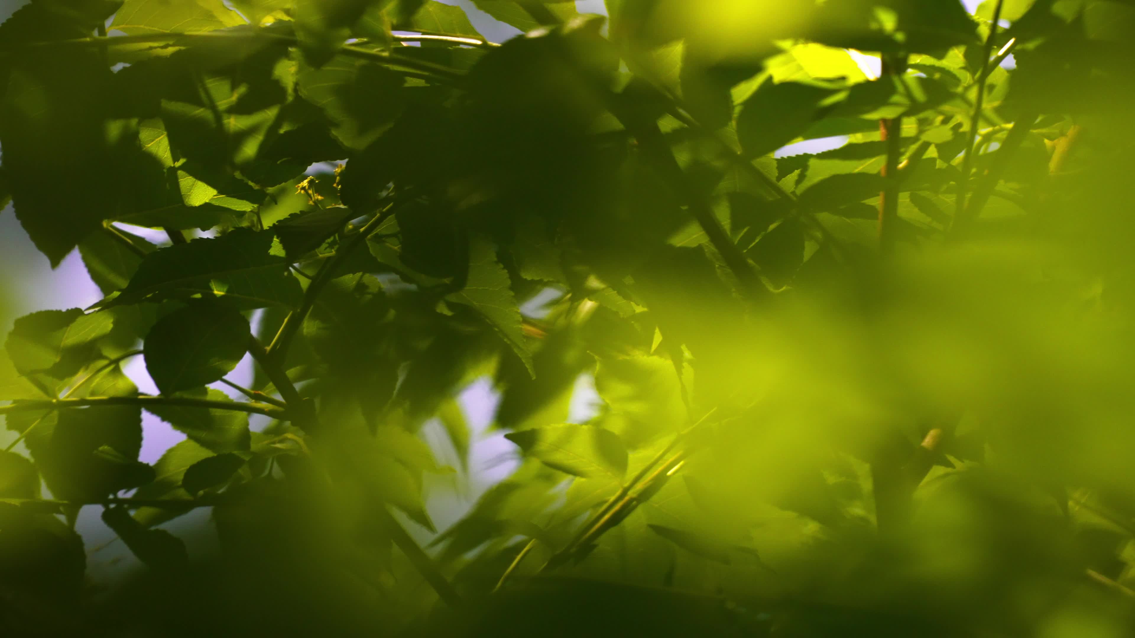 The lens passes through the thick leaf halo to form a blurred footage