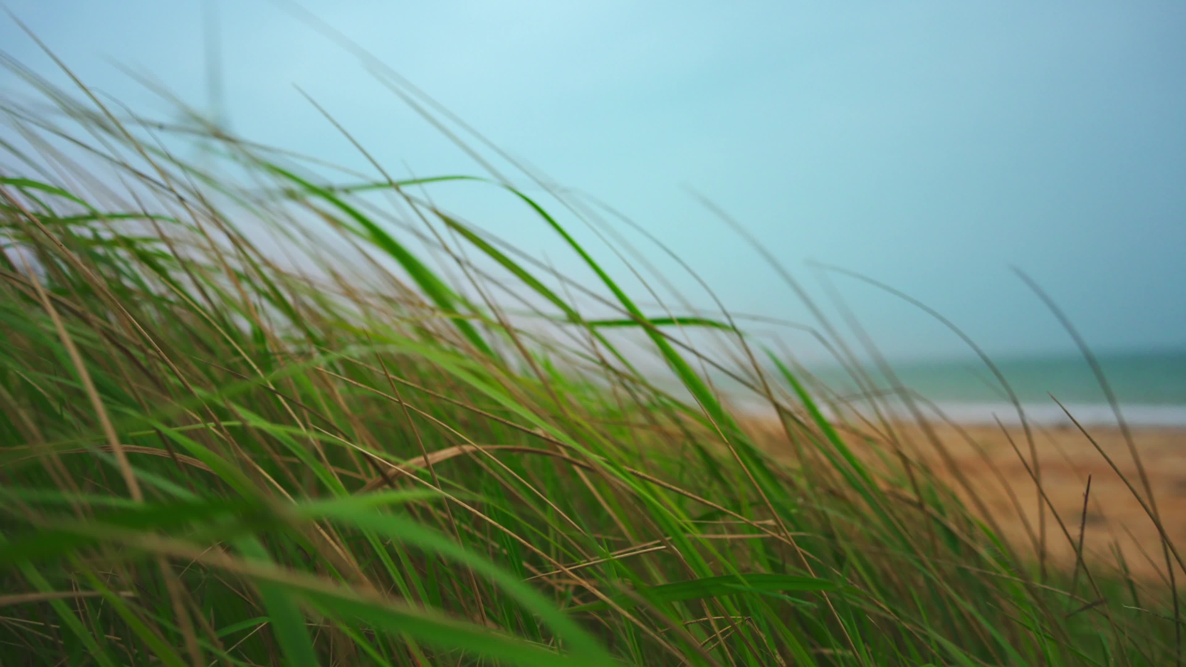 The reeds by the sea